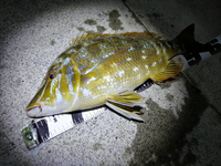 これって何という魚でしょうか フエフキダイの仲間みたいですが Yahoo 知恵袋