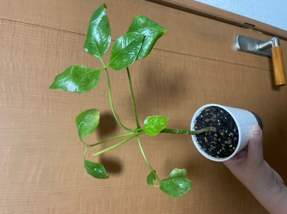 観葉植物 シュガーバインの葉っぱに黒っぽい模様が入った物がいくつかあるので Yahoo 知恵袋