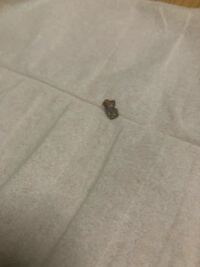 耳掃除をしたいと言われてお願いしたらこれくらいのとても大きく黒い耳垢が出てき Yahoo 知恵袋