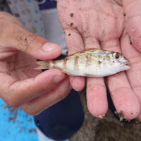 この魚の名前を教えて下さい 場所は 砂浜の海で釣りをしてる方に貰いました 生 Yahoo 知恵袋