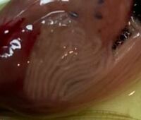 魚の内臓にある 白い線はこれは何ですか 腸の一部 幽門垂です 消化酵素 Yahoo 知恵袋