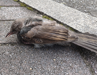 道路に倒れていたのですが この鳥は何の鳥でしょうか かるく水は上げ Yahoo 知恵袋