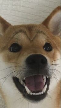 我が家の柴犬は眉毛のような模様があります…。まだ1歳なのですが、将来的には消えるのでしょうか？ 