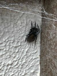 この蜘蛛の種類は何という種類の蜘蛛ですか？ サイズは縦に15mm程度の大きさです。
家の外にいました。