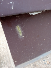 毛虫について 草抜きをしようと思ったらこのような毛虫がいたのです Yahoo 知恵袋