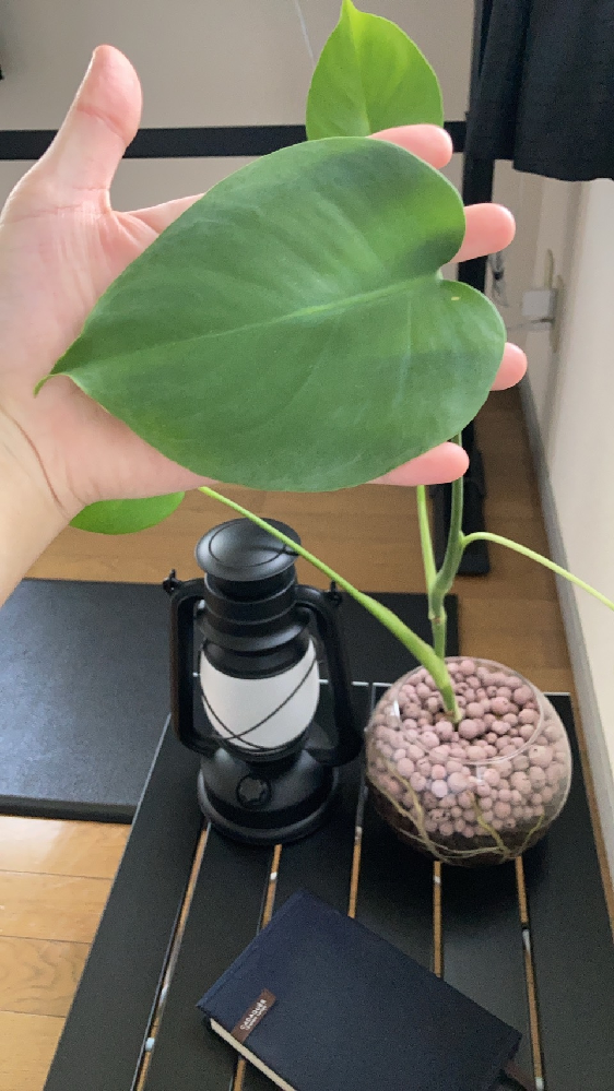 1年ほど前に買ったモンステラですが これは切れ込みが割れない種類ですか 割れ Yahoo 知恵袋