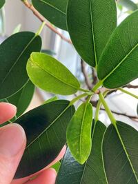 この写真のゴムの木は病気でしょうか フランスゴムを育てているのですが Yahoo 知恵袋