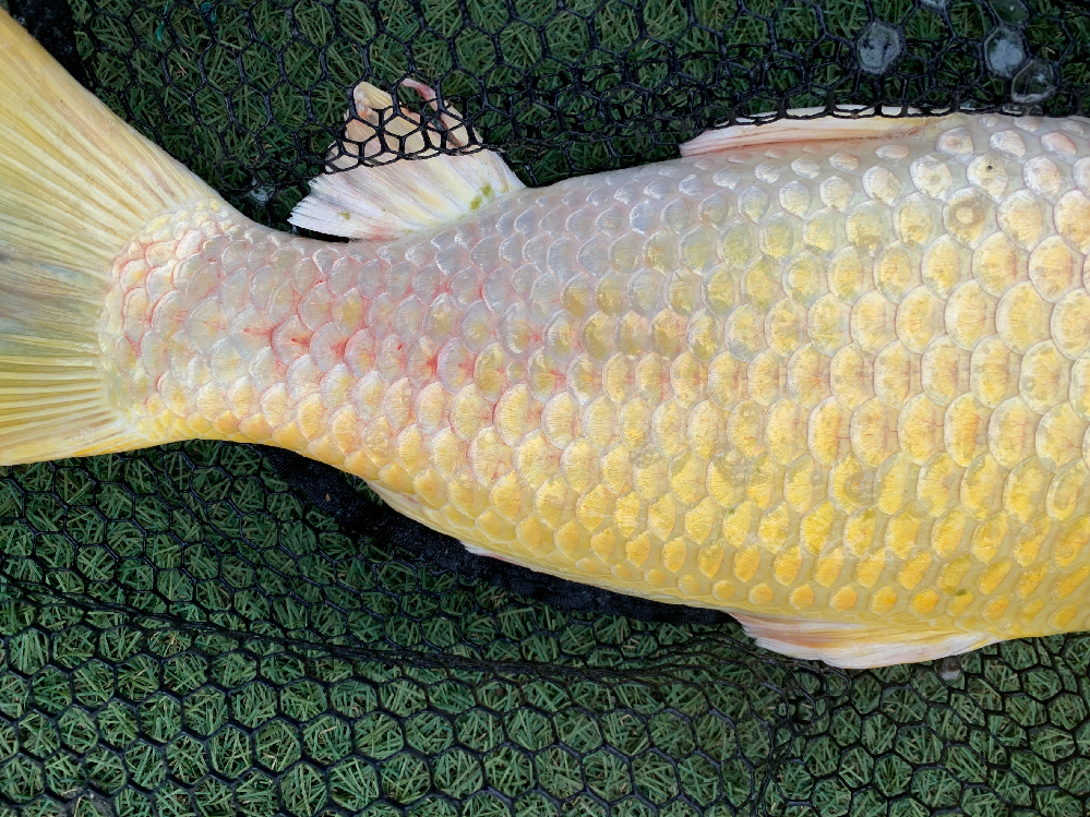 水槽のphを下げるため園芸用ピートモスを使いたいのですが これはエビがいて Yahoo 知恵袋