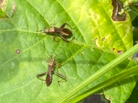 枝豆の葉の上にいるこの虫は何という虫でしょうか 枝豆の害虫ですか ホソ Yahoo 知恵袋