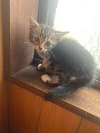 野良猫拾ったのですが なんの種類かわかる人いませんか Yahoo 知恵袋