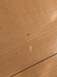 至急助けてください 見にくいですが この小さい虫が家の中に大量発生しました Yahoo 知恵袋