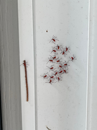 この虫なんでしょうか 家の外壁に生まれたてなのか小さな虫が群がっていました なん 教えて 住まいの先生 Yahoo 不動産