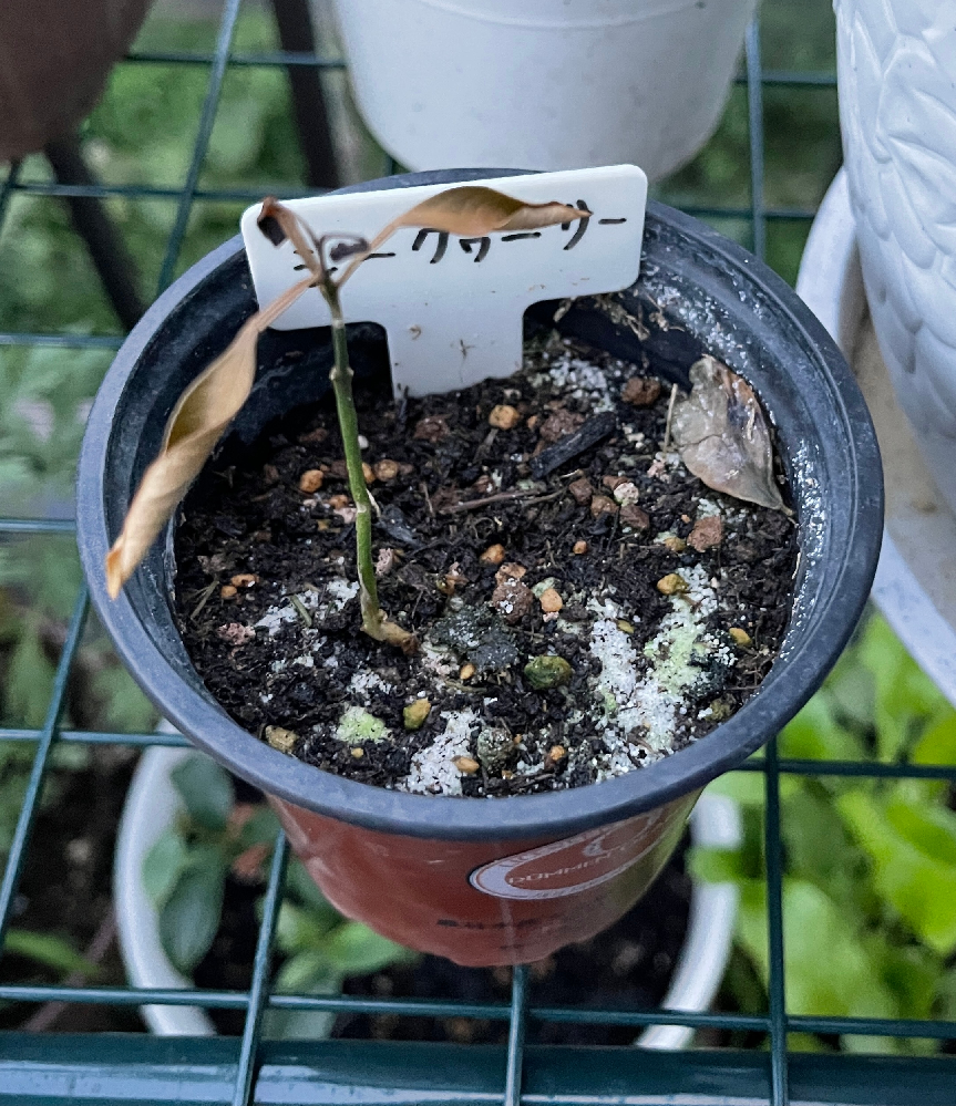 今夏 種子から発芽した芽を譲っていただき シークヮーサーを植えたの Yahoo 知恵袋