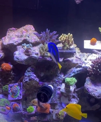 水槽でこういうオーナメントは やはりプラスチックのおもちゃしかないんですか Yahoo 知恵袋