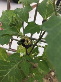 この植物 雑草 は何か教えてください 小さくトマトのような Yahoo 知恵袋