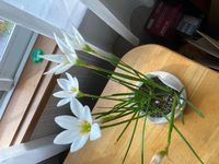 タマスダレの茎は 花が咲いているのと咲いてないのがあります 現状花 Yahoo 知恵袋