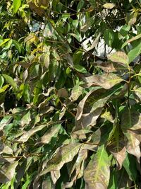 カシの木の葉っぱが全体的に変色してしまいかなりの量の葉っぱが落ちています Yahoo 知恵袋