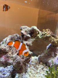 カクレクマノミの口の上に白いものがついています これは白点病ではないで Yahoo 知恵袋
