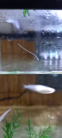 熱帯魚水槽に繁殖した白い糸切れのような虫の正体は 熱帯魚の Yahoo 知恵袋