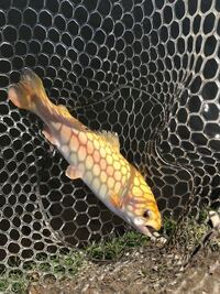 何という魚ですか ニジマスのアルビノに見えます 突然変異で Yahoo 知恵袋