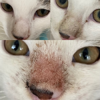 画像閲覧注意 猫カビについてです 最後4ヶ月の保護猫を飼っています 鼻が少 Yahoo 知恵袋
