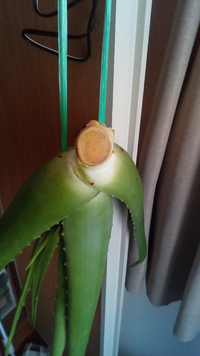 アロエベラの挿し木をしようと思い 一番下の葉から10cm程の所でカ Yahoo 知恵袋