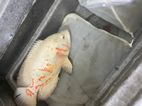 魚のオスカーについて質問です 2日前 いつも通り 生き餌 金魚 を食べさせた Yahoo 知恵袋