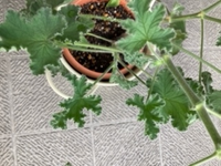 花束に入っていたこの植物をゼラニウムかなぁと挿木してみましたが 花芽がつかな Yahoo 知恵袋