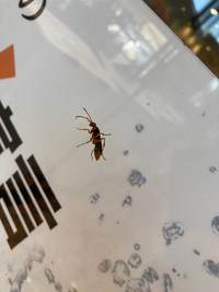 子供が蜂に刺されました この蜂は何の種類でしょうか 害はありますか Yahoo 知恵袋