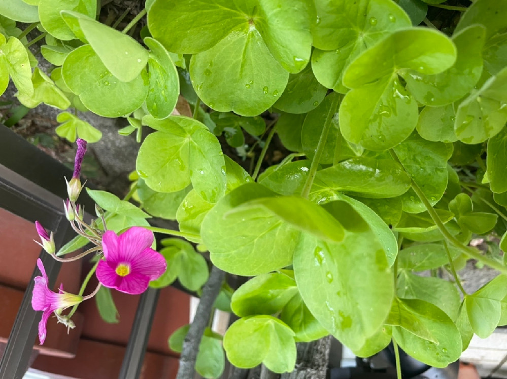 レモングラスを庭に植えたいです 苗を置いている花屋 ホームセン Yahoo 知恵袋