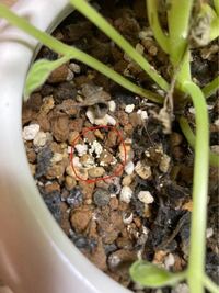土の中に白い粒粒 虫の卵 ゼラニウムを春に植え替え予定だったのですが Yahoo 知恵袋