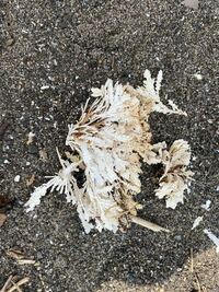教えてください 子供と自由研究で海岸漂流物を調べています なんもネット Yahoo 知恵袋