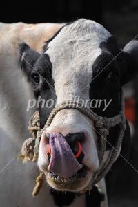 牛タンは気持ち悪くないですか 舌ですよ 欧米ではタンシチューにしたり Yahoo 知恵袋