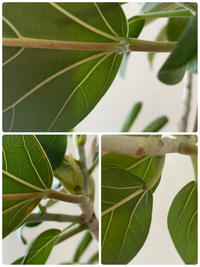 ゴムの木 フィカスベンガレンシス のことで質問があります 葉の裏に Yahoo 知恵袋