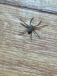 なんの蜘蛛でしょうか 害ありますか 教えてください Yahoo 知恵袋