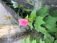 この花はなんという名前でしょうか 駐車場の近くの雑草に花が咲いてい Yahoo 知恵袋