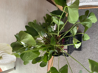 お祝いでいただいたアンスリウムが 3日ほど留守にしている間に開いて Yahoo 知恵袋