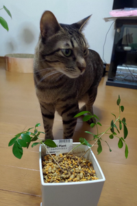 先日シルクジャスミンの植え替えをしたのですが うまくできませんでし Yahoo 知恵袋