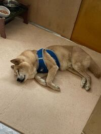 今年17歳になる老犬 雑種の中型犬で見た目は柴犬っぽい感じの毛並みのうちの犬 Yahoo 知恵袋