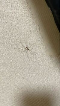 部屋に出てきた虫なんですが これはザトウムシでしょうか もし Yahoo 知恵袋