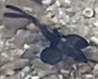 これが何の魚かわかる方いますか 明け方の石垣島で見ました大きさは15 セ Yahoo 知恵袋