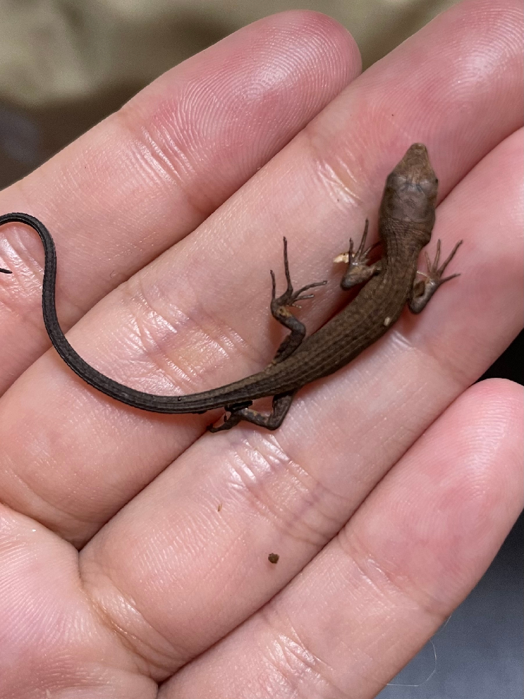 5日前ほどに親がカナヘビの赤ちゃんを連れてきました 餌はレオパブレンドフード Yahoo 知恵袋