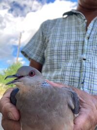 この鳥はなんだか分かる方 教えてください キジバトですね 普通 Yahoo 知恵袋