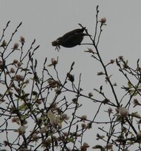 ベランダの花を鳥が食べてしまいます ベランダガーデニングをしている方 Yahoo 知恵袋