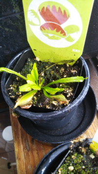 ハエトリグサについて 飼育していたハエトリグサの花が咲いて他の葉の元気が Yahoo 知恵袋