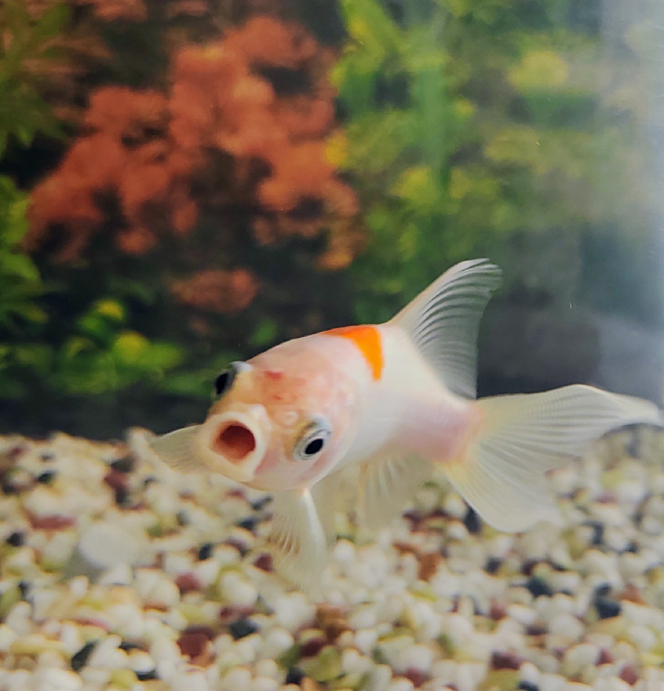 2 2リットルの金魚鉢にネオンテトラミッキープラティそれぞれ何 Yahoo 知恵袋