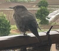 この鳥は何という鳥でしょうか このサイトで質問が多い近年内陸部にも進出 Yahoo 知恵袋