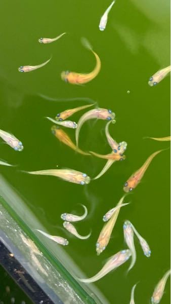 2 2リットルの金魚鉢にネオンテトラミッキープラティそれぞれ何 Yahoo 知恵袋