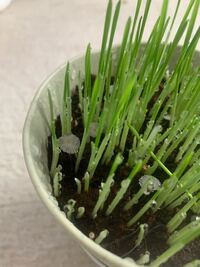 猫草を栽培しているのですが この花みたいな丸いやつはなんですか キノコ Yahoo 知恵袋