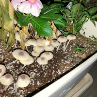 こちらのきのこは何と言うきのこでしょうか 突然プランターから生えてきて Yahoo 知恵袋